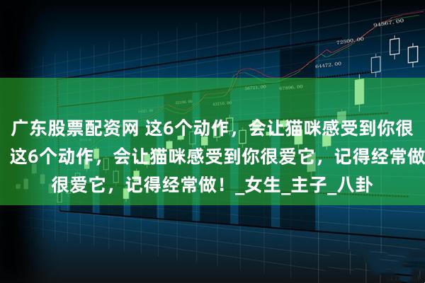 广东股票配资网 这6个动作，会让猫咪感受到你很爱它，记得经常做！这6个动作，会让猫咪感受到你很爱它，记得经常做！_女生_主子_八卦